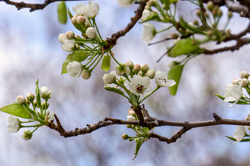 Burlington, Ontario, Canada-May 4,2020: Close-up of  ornamental pear flowering branches with a blue sky and other flowering trees in bright sunlight in the background
