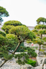 Green pine trees in a Zen garden