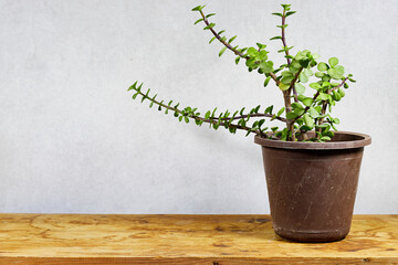 pot of Portulacaria Afra - elephant bush is a small-leaved succulent plant native from South Africa on wood table with copy space 