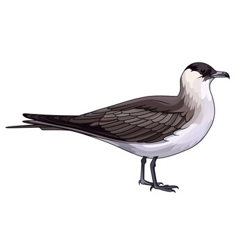 recommend clip art: Arctic-Skua Parasitic-Jaeger vector illustration