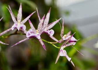 Close up of Intergeneric Orchid Flower