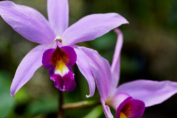 Close up of a Lavendar Laelia Orchid Flower