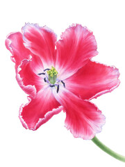 Hand drawn botanical watercolor illustration of pink tulip flower isolated on white background.