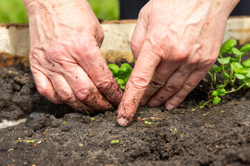 a woman plants young basil shoots in a bed in spring in garden