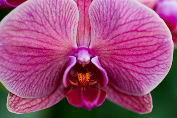 Close up of Pink Moth Orchid Flower