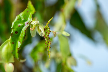 Begonia Amphipoxus