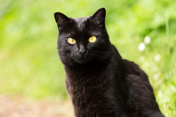 Naklejka na ściany i meble Beautiful bombay black cat portrait with yellow eyes on green background close up, copy space. Сat is looking in the camera 