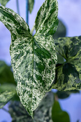 Syngonium Mojito 