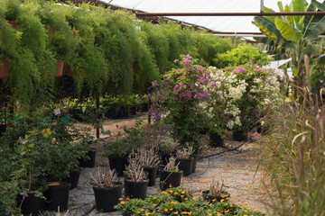 Nursery. Beautiful garden shop ready for business. A row of plants offered for sale.