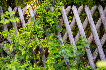 Flowered Fence