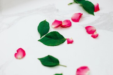 Petals of pink roses on a white background with a place for text.