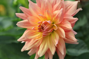 Spring Garden with coral dahlia. Blooming flower in garden. Shallow depth of field. Big flowers of blossoming summer orange dahlia. Summer blossom. Beautiful orange Dahlia petals closeup.