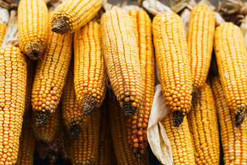 Fototapeta na wymiar Harvest heads of corn hanging in a farm for animal feed