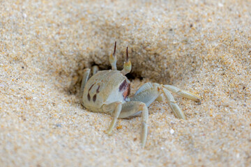 Selective focus of small sea crab in its natural habitat walking on the sand beach in summer, Ocypode ceratophthalmus is a species of the ghost crab (horn-eyed) Region from the coast of East Africa.
