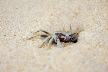 Selective focus of small sea crab in its natural habitat walking on the sand beach in summer, Ocypode ceratophthalmus is a species of the ghost crab (horn-eyed) Region from the coast of East Africa.
