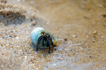 Hermit crabs in its natural habitat, Anomuran decapod crustaceans of the superfamily Paguroidea that have adapted to occupy empty scavenged mollusc shells to protect their fragile exoskeletons.