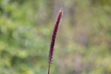 Selective focus of fluffy purple grass flower in the garden, Cenchrus setaceus commonly known as crimson fountaingrass is a widespread genus of plants in the grass family, Nature floral background.