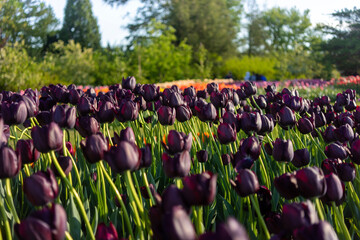 Tulip flowers are growing in public park. Alley of spring flowers in natural park.