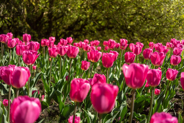 Tulip flowers are growing in public park. Alley of spring flowers in natural park.