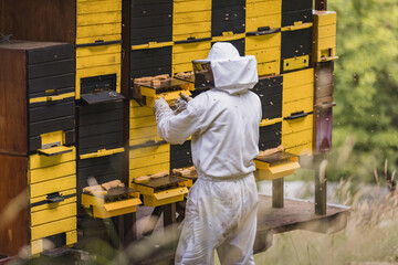Beekeeper standing in front of the beehives, doing beehive monitoring by observing and checking a...