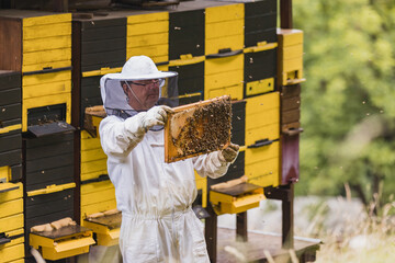 Hobby honey farmer standing in an apiary, in front of beehives, holding a wooden hive frame covered with bees and comb