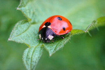 Close-up on a red 7 spotted ladybird , Coccinella septempunctata, sitting on a green leaf