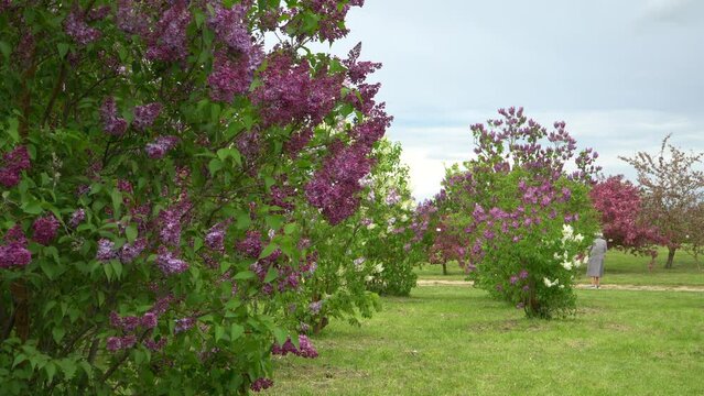 Garden with many different species of flowering lilac bushes and other trees. A beautiful scene in horticultural gardening during the spring season.