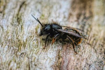 Closeup on a black and orange fluffy male, European orchard mason solitary bee, Osmia cornuta