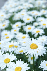 Leucanthemum vulgare. Beautiful Camomile Daisy flowers on blurred green background. Daisy is a flower of Asteraceae family. White beautiful Daisies on a field in green grass. Summer blossom. Dog daisy