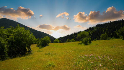 Morning in the beautiful meadow in the forest. Farmland among pine forests. organic mountain meadows