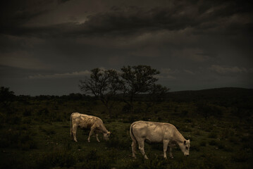 vacas pastando en la tormenta 
