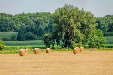 Hay Bales In A Farm Field In August In Wisconsin