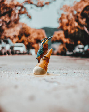 Close-up photo of bird on ice cream cone