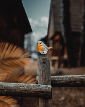 Bird on wooden fench