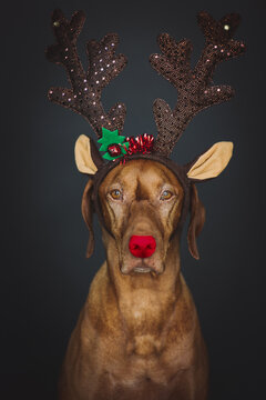 Portrait of vizsla dog wearing christmas themed deer horn on his head with red ball on their nose