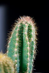 Close up of green textured cactus isolated on black background 