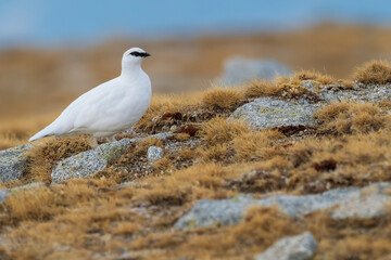 White-tailed ptarmigan (Lagopus muta) in the snow in the Pyrenees