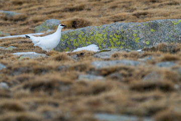White-tailed ptarmigan (Lagopus muta) in the snow in the Pyrenees