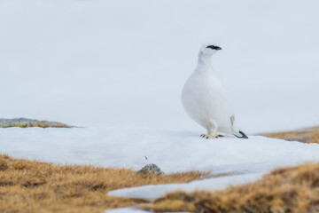 White-tailed ptarmigan (Lagopus muta) in the snow in the Pyrenees