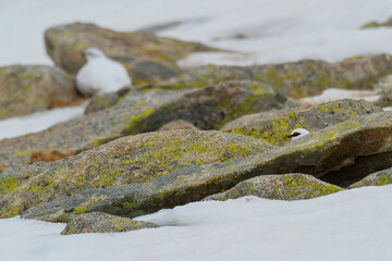 White-tailed ptarmigan (Lagopus muta) in the snow in the Pyrenees