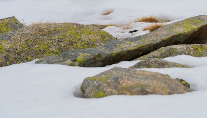 White-tailed ptarmigan (Lagopus muta) in the snow in the Pyrenees