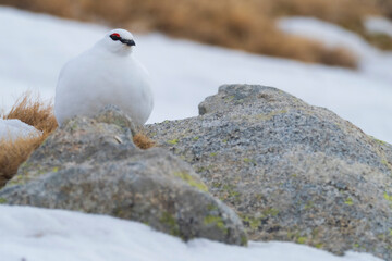 White-tailed ptarmigan (Lagopus muta) in the snow in the Pyrenees