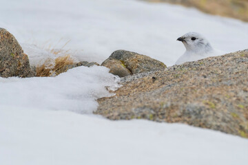 White-tailed ptarmigan (Lagopus muta) in the snow in the Pyrenees