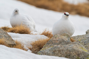 White-tailed ptarmigan (Lagopus muta) in the snow in the Pyrenees