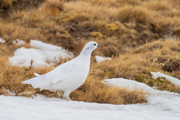 White-tailed ptarmigan (Lagopus muta) in the snow in the Pyrenees