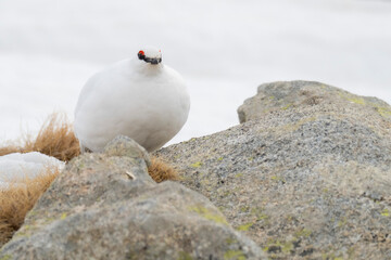 White-tailed ptarmigan (Lagopus muta) in the snow in the Pyrenees