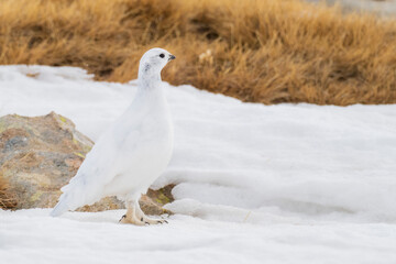 White-tailed ptarmigan (Lagopus muta) in the snow in the Pyrenees