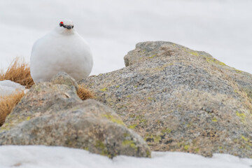 White-tailed ptarmigan (Lagopus muta) in the snow in the Pyrenees