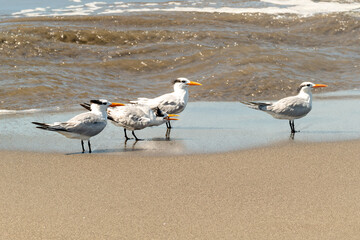 seagulls with white feather enjoy the day at the sandy beach