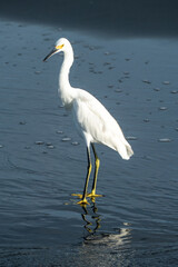 heron with white feather enjoy the day at the sandy beach ela